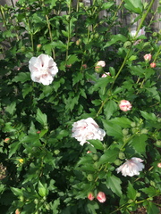 Rose of Sharon